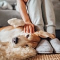 Managing Pet Dander Allergies: What You Need to Know
