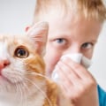 What are the Symptoms and Solutions for Pet Dander Allergy?